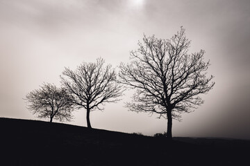 Dramatischer Blick auf drei kahle Bäume auf dem Mehringer Berg bei Schweich und Mehring, auf dem Moselsteig im Frühjahr