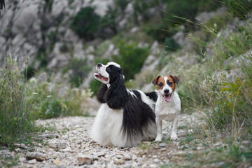 Two dogs share a moment on a rocky outcrop. Cocker Spaniel and a Jack Russell Terrier exhibit companionship in the wild - 775279844