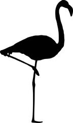 Flamingo Illustration 