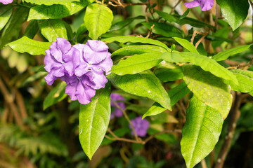 Brunfelsia Pauciflora plant in Saint Gallen in Switzerland