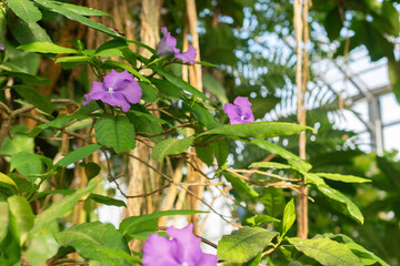 Obraz premium Brunfelsia Pauciflora plant in Saint Gallen in Switzerland