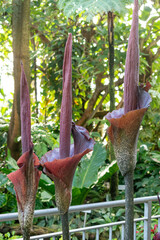 Konjac or Amorphophallus Rivieri plant in Saint Gallen in Switzerland