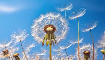 Dandelion Seeds Blowing in the Wind against a Clear Blue Sky, Symbol of Change and New Beginnings