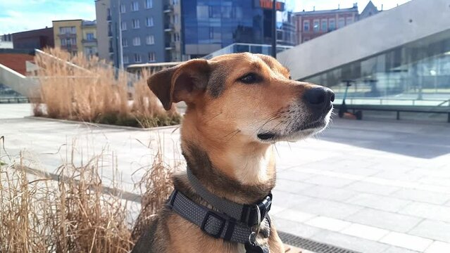 Portrait of a dog against a background of a city landscape. Mongrel dog sits on the street, turns its head and sniffs. Pet's head close-up.