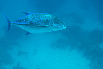 Giant trevally floating in the depths with glare of light