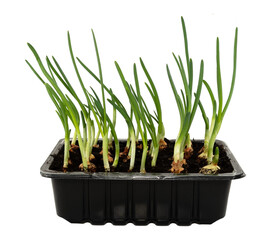 Fresh green onions growing in a black organic box on a white background. Green onion isolate. Vegetables