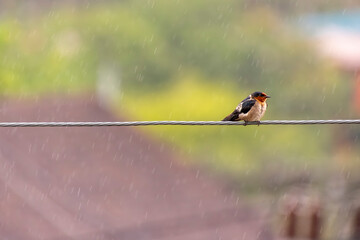 pacific swallow sitting on wire © PIC by Femke