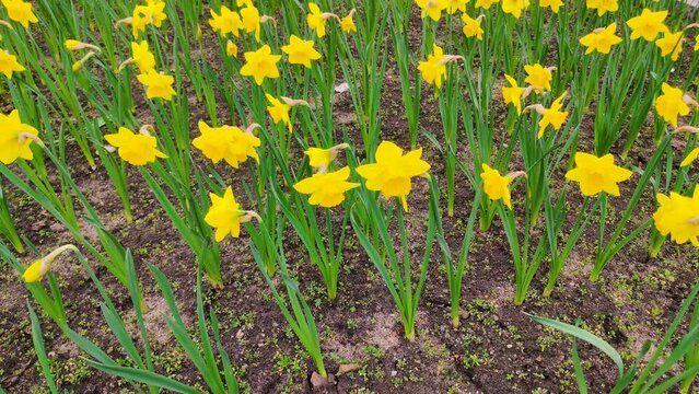 The daffodils or narcissus jonquilla flowers.