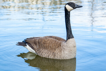 Canadian geese, Branta canadensis on the lake.