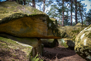 Fototapeta na wymiar view of a turtle-shaped rock in the Fontainebleau forest