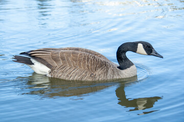 Canadian geese, Branta canadensis on the lake.