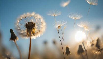 dandelion seeds flying next to a flower on a blue background botany and the nature of flowers - obrazy, fototapety, plakaty