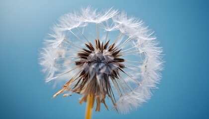 A macro dandelion with blue background. This is an expression of freedom to wish. Goodbye Summer. Hope and dreams concept. Fragility. Springtime. Soft focus. Macro nature image