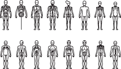 Fotobehang Human Body Line Vector in modern thin line style of human anatomy icons © Adeela