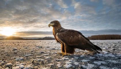 Fototapeten aigle ailes repliees pose sur un sol gele © joesph