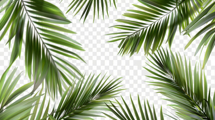 Fototapeta na wymiar palm trees, blank, transparent, copy space