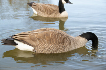 Canadian geese, Branta canadensis on the lake.