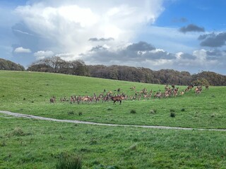 herd of red deers on the meadow