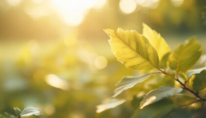 close up of nature view green leaf on blurred greenery background under sunlight with bokeh and...