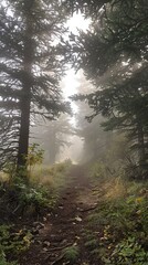 Obraz premium fog in the forest landscape.