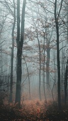 fog in the forest landscape.