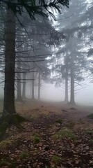Fototapeta premium fog in the forest landscape.