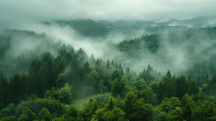   A dense green forest, cloaked in fog and shrouded by low-lying clouds - obrazy, fototapety, plakaty