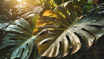 closeup nature view of green monstera leaf and palms background flat lay dark nature concept tropical leaf