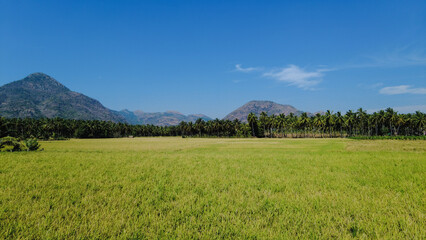 Fototapeta na wymiar Beautiful paddy field and western ghats mountain range, kanyakumari, Tamil Nadu