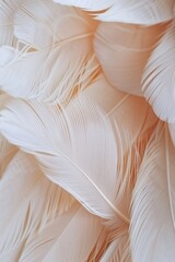A close up view of a bunch of white feathers, suitable for various design projects
