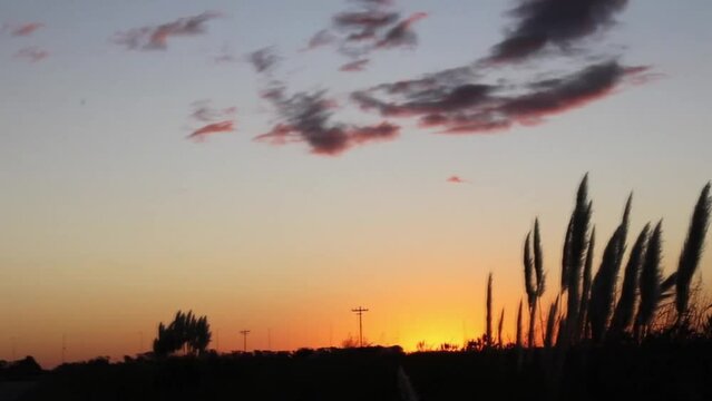 Sol cayendo al atardecer en el campo de la Pampa Argentina de sudam&eacute;rica, con las Colas de Zorro flameando al viento, con fondo de las nubes y el cielo azul.