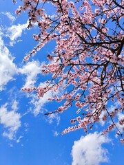 Obraz premium cherry blossom in spring