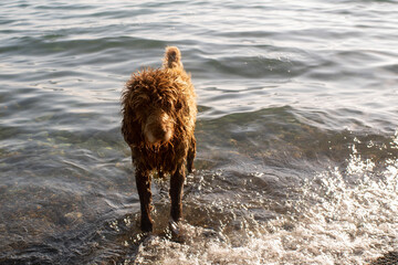 A cheerful brown shaggy curly dog frolics in the sea on a sunny day. Homeless animals on the city...