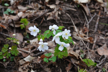 Isopyrum thalictroides blooms in the wild in the forest.