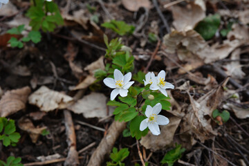 Isopyrum thalictroides blooms in the wild in the forest.