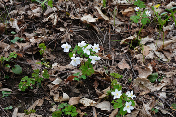 Naklejka na ściany i meble Isopyrum thalictroides blooms in the wild in the forest.