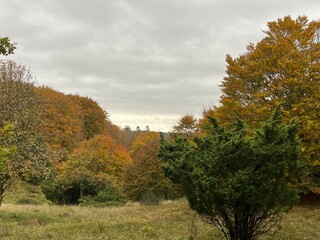 autumn landscape with trees and clouds