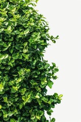 Obraz premium Detailed shot of vibrant green plant leaves, perfect for botanical designs