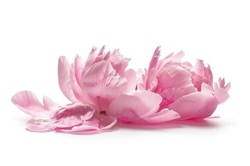 Close up of a pink flower on a white surface. Suitable for various design projects