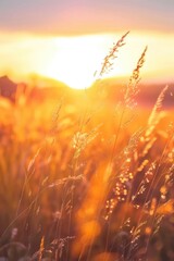 A peaceful scene of tall grass in the sunset light. Suitable for nature and landscape themes