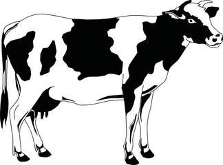 Versatile Cow Illustration