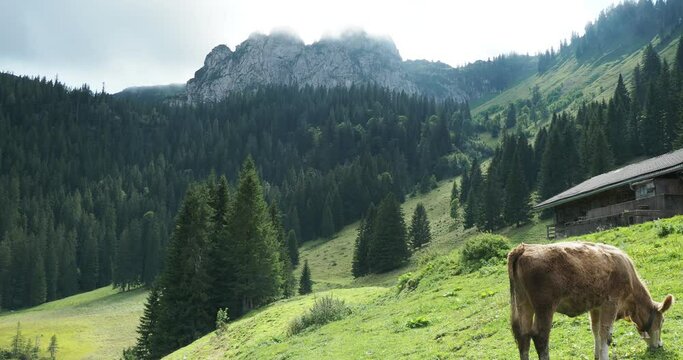 Bayerische Berglandschaft. Das Blankenstein- oder Plankensteinmassiv umgeben von dichtem Nadelwald an steilen H&auml;ngen mit gr&uuml;nen Weiden