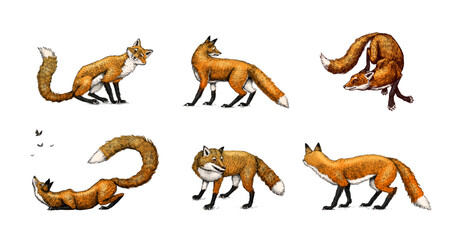 Wild red fox set. Forest ginger animal flying and jumping. Vector Engraved hand drawn Vintage sketch for label or poster.