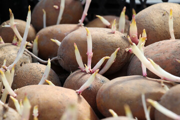 Sprouted seed potatoes with sprouts