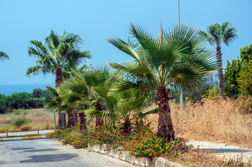 palm trees of Turkey