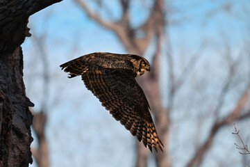 Great Horned Owl in flight with wings spread