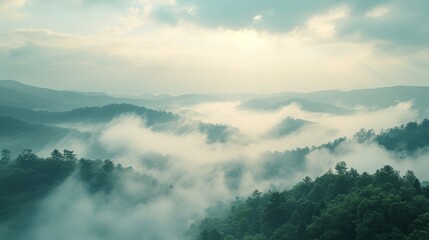   A dense green forest shrouded in fog in the background reveals a mountain range with low-lying clouds - obrazy, fototapety, plakaty
