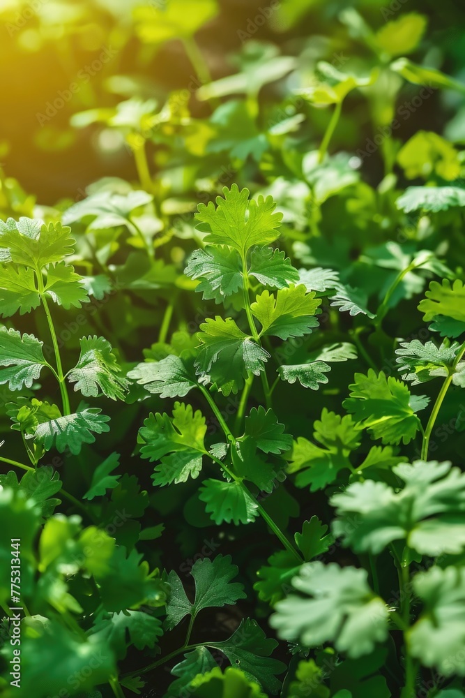 Poster Close up of green plants, perfect for nature backgrounds