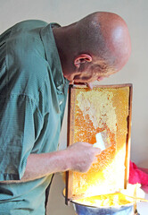 Collecting honey from honeycombs with wax. Honey production. Bee product