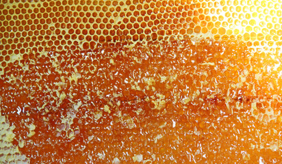 Bee honeycombs. Honeycomb texture. Close up view of honey cells. Natural texture